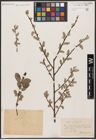 Foto von Salix aurita L.